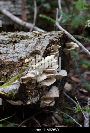 Durée de champignons sur un arbre tombé. Banque D'Images