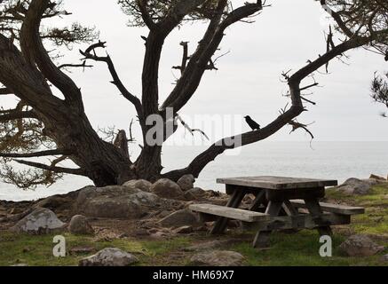 Un corbeau dans un arbre à Gerstle Cove à Salt Point State Park, Californie, USA. Banque D'Images