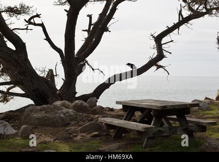Un corbeau dans un arbre à Gerstle Cove à Salt Point State Park, Californie, USA. Banque D'Images