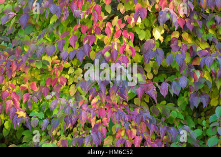 Cornouiller (Cornus sanguinea commun), feuilles d'automne coloré, Rhénanie du Nord-Westphalie, Allemagne Banque D'Images