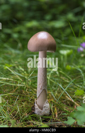 Grisette, (Amanita vaginata), à Bleilochtalsperre sous Saale, à l'Est de l'Allemagne Banque D'Images