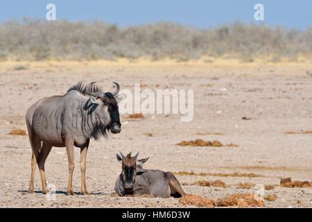 Deux gnous bleu (Connochaetes taurinus), et les jeunes adultes sur sol aride, Etosha National Park, Namibie Banque D'Images