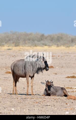 Deux gnous bleu (Connochaetes taurinus), et les jeunes adultes sur sol aride, Etosha National Park, Namibie Banque D'Images