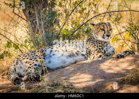 Le Guépard (Acinonyx jubatus), captive, Okonjima Fondation AfriCat, Otjiwarongo, Namibie Banque D'Images