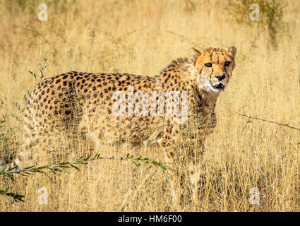 Le Guépard (Acinonyx jubatus), captive, Okonjima Fondation AfriCat, Otjiwarongo, Namibie Banque D'Images