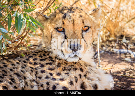 Le Guépard (Acinonyx jubatus), captive, Okonjima Fondation AfriCat, Otjiwarongo, Namibie Banque D'Images