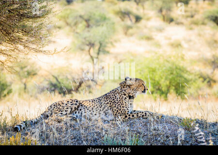 Le Guépard (Acinonyx jubatus), avec collier émetteur, Okonjima Fondation AfriCat, Otjiwarongo, Namibie Banque D'Images