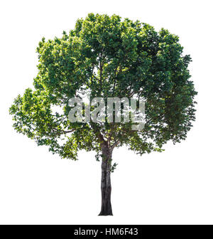 Tree isolated on white with clipping path Banque D'Images