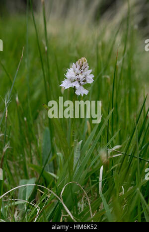 Une seule fleur de la Heath Spotted orchid ( Dactylorhiza maculata ) dans son habitat de prairie Banque D'Images