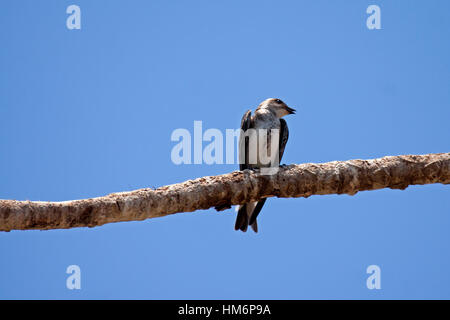 Brown chested martin perché sur branche d'arbre au Brésil Banque D'Images