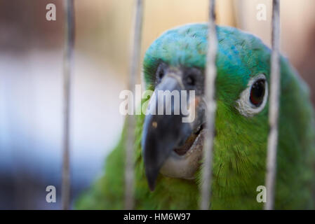 Close up of Green Parrot in cage Banque D'Images