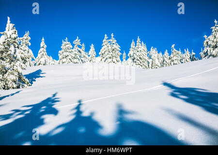 Low angle view of pins sur champ neigeux contre ciel bleu clair Banque D'Images