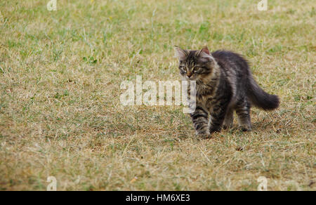 Bébé chat sibérien marcher sur l'herbe Banque D'Images