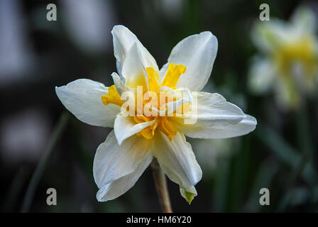 Seul blanc orange fleur jonquille close up Banque D'Images