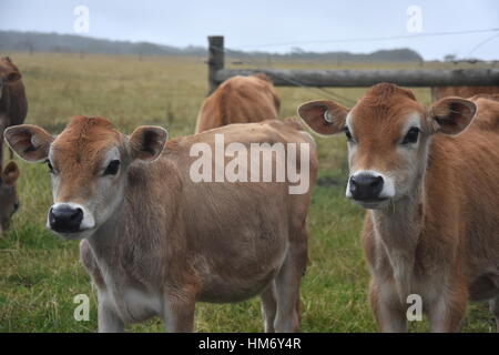 Les vaches au pâturage Corral. Troupeau de vaches sur les pâturages. Vaches qui paissent à l'extérieur. Des animaux domestiques en bonne santé sur les pâturages d'été. Troupeau de jeunes veaux looki Banque D'Images