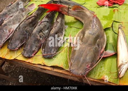 Poisson-chat fraîchement pêché sur la feuille de palmier, le matin, dans un marché aux poissons, de Luang Prabang, Laos Banque D'Images