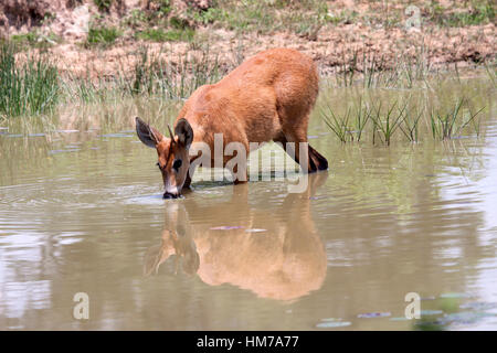 Marsh deer stag pataugez dans l'eau à boire au Brésil Banque D'Images