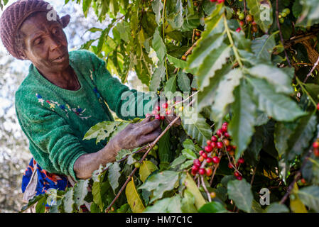 Une femme ramasse des cerises mûres de café à la plantation de Mubuyu ferme, la Zambie. Banque D'Images