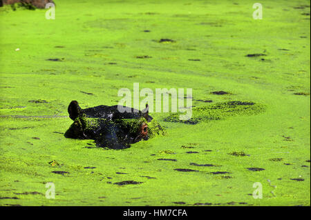 Hippopotamus sur le vert eaux de rivière Sweni, Kuger Park, Afrique du Sud Banque D'Images