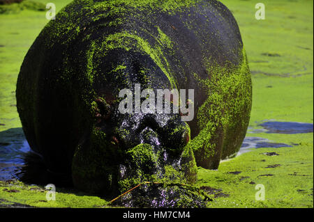 Hippopotamus sur le vert eaux de rivière Sweni, Kuger Park, Afrique du Sud Banque D'Images