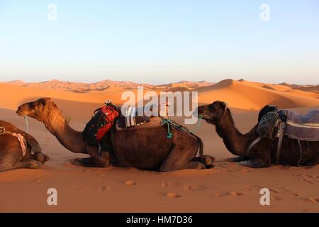 Randonnée chamelière dans le Sahara profond. De Marrakech à M'hamid les grandes dunes de sable et par la mer Noire à Merzouga Banque D'Images