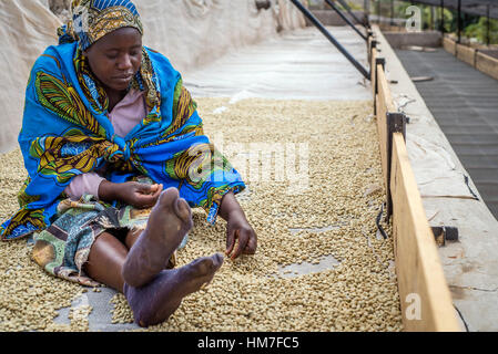 Une femme sortes les fèves de café sur le sol du séchage à l'usine de café ferme Mubuyu, Zambie. Banque D'Images