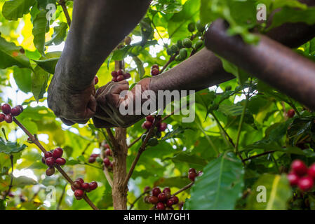 Une femme ramasse des cerises mûres de café à la plantation de Mubuyu ferme, la Zambie. Banque D'Images