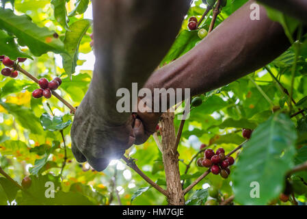 Une femme ramasse des cerises mûres de café à la plantation de Mubuyu ferme, la Zambie. Banque D'Images