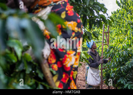 Une femme ramasse des cerises mûres de café à la plantation de Mubuyu ferme, la Zambie. Banque D'Images