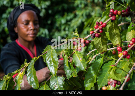 Une femme ramasse des cerises mûres de café à la plantation de Mubuyu ferme, la Zambie. Banque D'Images