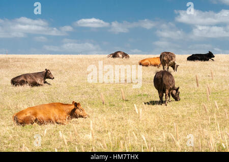 Les bovins de races mixtes navigation dans un enclos extérieur de Casterton ensoleillée dans l'ouest de Victoria, Australie Banque D'Images