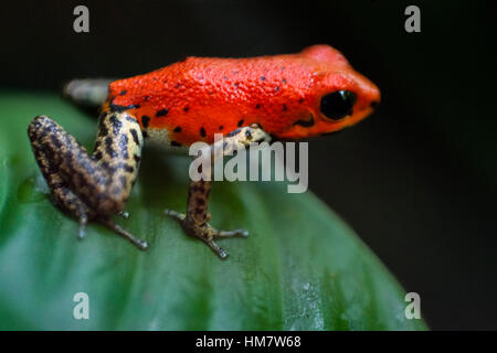Strawberry Poison Frog (dendrobates pumilio), adulte, Bastimentos Parc National, Bocas del Toro, PANAMA. La grenouille poison fraise ou fraise poiso Banque D'Images