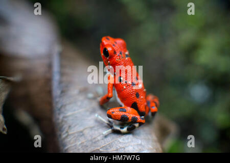 Strawberry Poison Frog (dendrobates pumilio), adulte, Bastimentos Parc National, Bocas del Toro, PANAMA. La grenouille poison fraise ou fraise poiso Banque D'Images