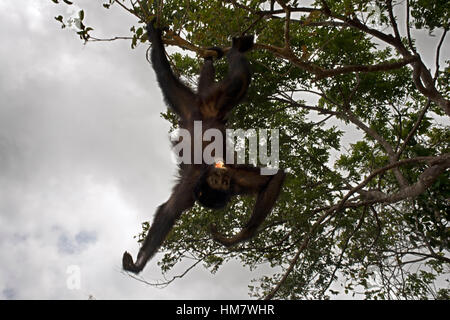 Singe-araignée au villageois de l'autochtone embera tribu, Village, au Panama. Panama peuple Embera Indian Village Les Indio indios nati Banque D'Images