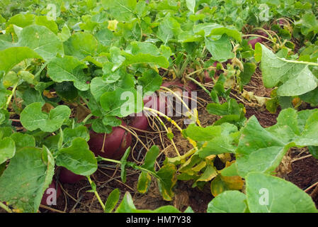 Une récolte de suédois en novembre Brassica napus (groupe Napobrassica) Banque D'Images