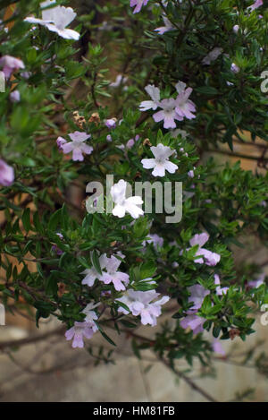 Westringia fruticosa - mur evergreen shrub sur mur sud Banque D'Images