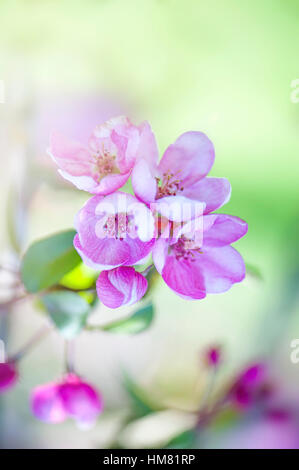 Image en gros plan de la délicate fleur de printemps rose de Malus x Robusta Persicifolia communément connue sous le nom de crabe Peachleaf apple tree Banque D'Images