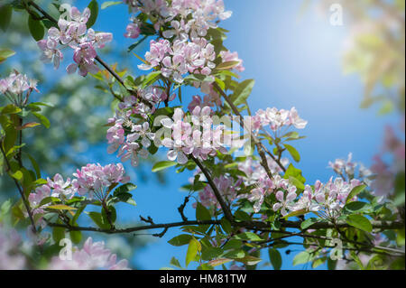 Ressort de délicates fleurs blanches et roses fleurs du pommier Malus micromalus arbre × image prise contre un ciel bleu Banque D'Images