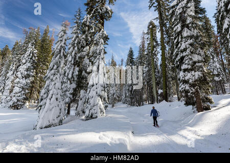 Une femme raquettes le long d'un sentier d'hiver couverte de neige dans le Parc National Kings Canyon. Banque D'Images