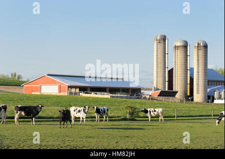 Ferme laitière avec vaches Holstein en noir et blanc, les bovins dans un vert pâturage avec trois silos, un PA pays paysage et un ciel bleu. Banque D'Images