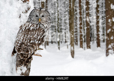 Chouette de l'Oural (Strix uralensis) perché dans l'arbre en forêt durant l'hiver neige Banque D'Images