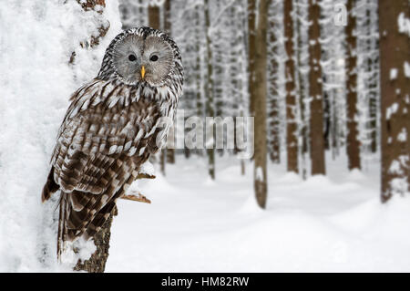 Chouette de l'Oural (Strix uralensis) perché dans l'arbre en forêt dans la neige en hiver Banque D'Images