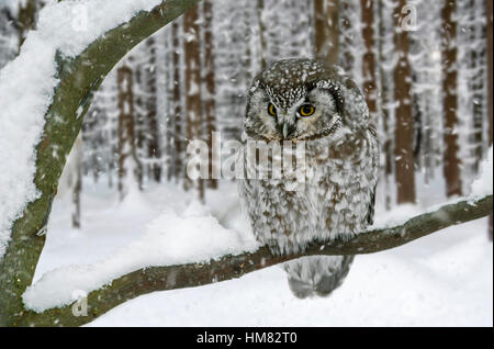 La chouette de Tengmalm / Tengmalm (Aegolius funereus / Nyctala tengmalmi) perché dans l'arbre dans une forêt de pins au cours de la neige en hiver douche Banque D'Images