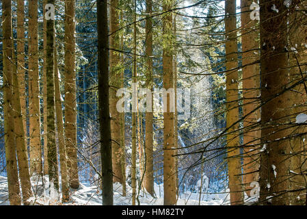 La neige qui tombe des branches d'arbres de pin dans les forêts de conifères époustouflé par rafale de vent en hiver Banque D'Images