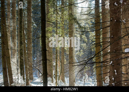 La neige qui tombe des branches d'arbres de pin dans les forêts de conifères époustouflé par rafale de vent en hiver Banque D'Images