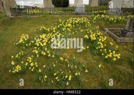 Jonquille, Narcissus pseudonarcissus Banque D'Images