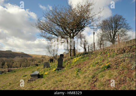 Jonquille, Narcissus pseudonarcissus Banque D'Images