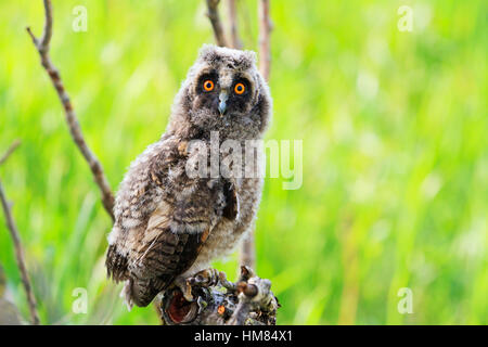 Peu owlet assis sur une branche parmi l'herbe verte Banque D'Images