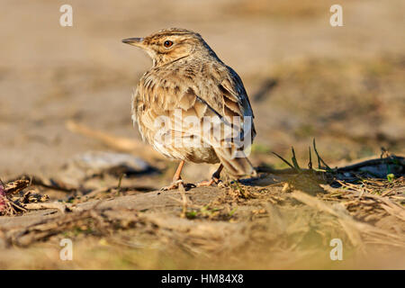 Crest lark au coucher du soleil est parmi l'herbe sèche Banque D'Images