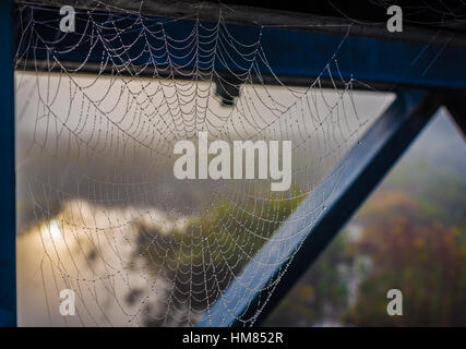 Spider web capture l'humidité de l'air en forme de gouttes d'eau le long de son fils. De soie Les gouttelettes d'eau formée sur une araignée. Banque D'Images